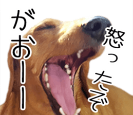 Dachs of my place sticker #14918561