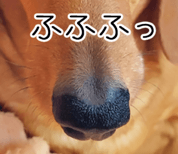 Dachs of my place sticker #14918562