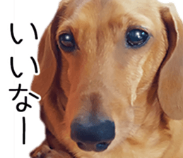 Dachs of my place sticker #14918564