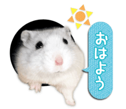 Djungarian hamster -Daifuku- Photo ver.2 sticker #14919518