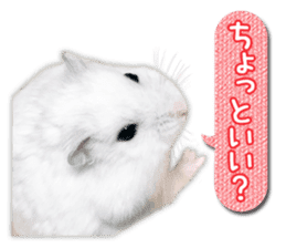 Djungarian hamster -Daifuku- Photo ver.2 sticker #14919519