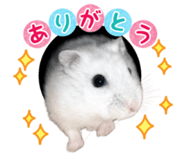 Djungarian hamster -Daifuku- Photo ver.2 sticker #14919520