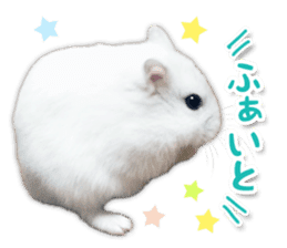Djungarian hamster -Daifuku- Photo ver.2 sticker #14919522