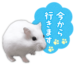 Djungarian hamster -Daifuku- Photo ver.2 sticker #14919523