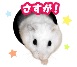 Djungarian hamster -Daifuku- Photo ver.2 sticker #14919524