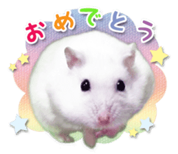Djungarian hamster -Daifuku- Photo ver.2 sticker #14919525