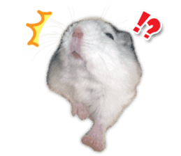 Djungarian hamster -Daifuku- Photo ver.2 sticker #14919526
