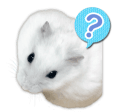 Djungarian hamster -Daifuku- Photo ver.2 sticker #14919527