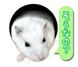 Djungarian hamster -Daifuku- Photo ver.2 sticker #14919528
