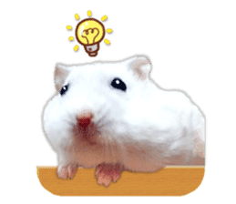 Djungarian hamster -Daifuku- Photo ver.2 sticker #14919529