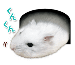 Djungarian hamster -Daifuku- Photo ver.2 sticker #14919530