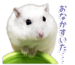 Djungarian hamster -Daifuku- Photo ver.2 sticker #14919531