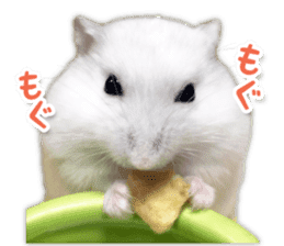 Djungarian hamster -Daifuku- Photo ver.2 sticker #14919532