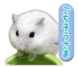 Djungarian hamster -Daifuku- Photo ver.2 sticker #14919533