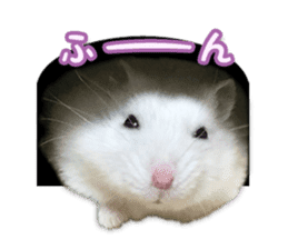 Djungarian hamster -Daifuku- Photo ver.2 sticker #14919534