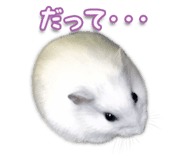 Djungarian hamster -Daifuku- Photo ver.2 sticker #14919535