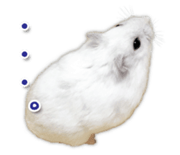 Djungarian hamster -Daifuku- Photo ver.2 sticker #14919536