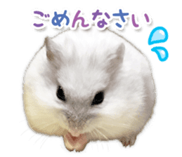 Djungarian hamster -Daifuku- Photo ver.2 sticker #14919537