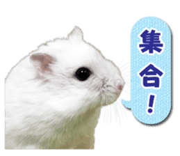 Djungarian hamster -Daifuku- Photo ver.2 sticker #14919538