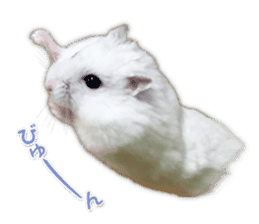 Djungarian hamster -Daifuku- Photo ver.2 sticker #14919539