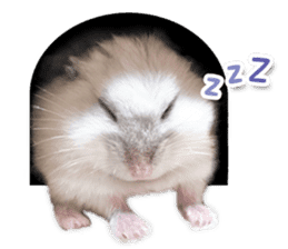 Djungarian hamster -Daifuku- Photo ver.2 sticker #14919540