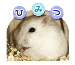 Djungarian hamster -Daifuku- Photo ver.2 sticker #14919541
