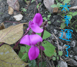 Want to come sticker #14920317