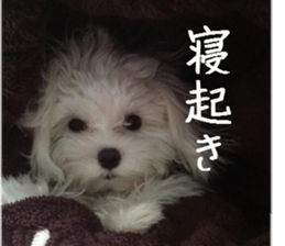 Gormart family 2 sticker #14922539