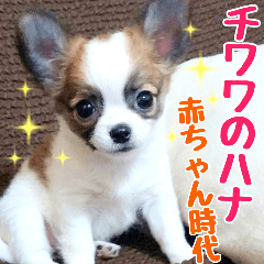 my dog hana baby era