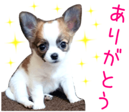 my dog hana baby era sticker #14923598