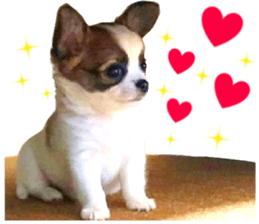 my dog hana baby era sticker #14923601