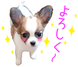 my dog hana baby era sticker #14923602