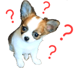 my dog hana baby era sticker #14923603