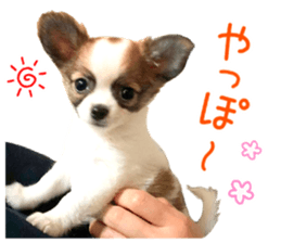 my dog hana baby era sticker #14923604