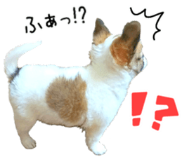 my dog hana baby era sticker #14923605