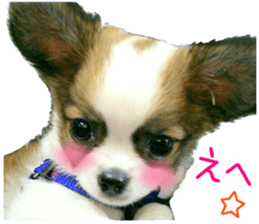 my dog hana baby era sticker #14923606