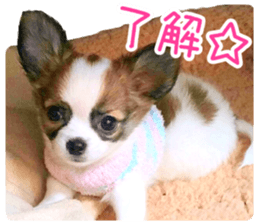 my dog hana baby era sticker #14923609