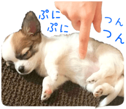 my dog hana baby era sticker #14923610