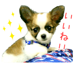 my dog hana baby era sticker #14923611