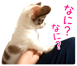 my dog hana baby era sticker #14923612