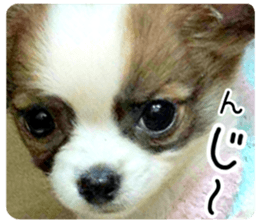 my dog hana baby era sticker #14923613