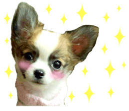 my dog hana baby era sticker #14923614