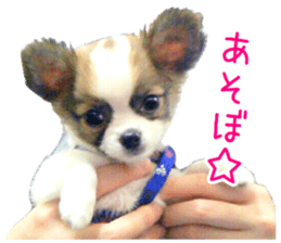 my dog hana baby era sticker #14923615