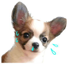 my dog hana baby era sticker #14923616