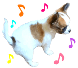 my dog hana baby era sticker #14923617