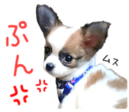 my dog hana baby era sticker #14923618