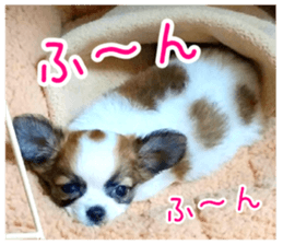 my dog hana baby era sticker #14923621