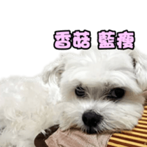 I Love Bichon Frise sticker #14925502