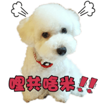 I Love Bichon Frise sticker #14925503