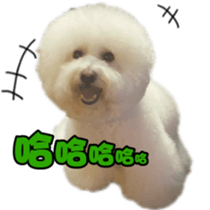I Love Bichon Frise sticker #14925504